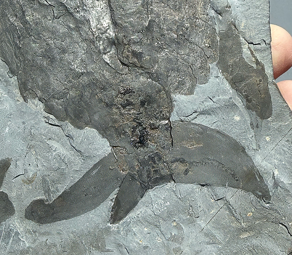Huge Burgess Shale Arthropod - Sidneyia inexpectans plus more! - Image 7